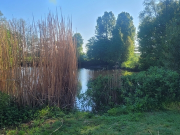 Auf diesem Foto ist ein Teil des schönen Außengeländes der „Hollager Mühle“ abgebildet. Es zeigt einen von Gräsern, Schilf und Bäumen umrandeten Teich, bei klarem blauem Himmel.