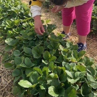 Eine Schülerin steht gebückt im Erbeerfeld und macht mit ihren Händen die grünen Blätter auseinander um die Erdbeeren zu entdecken.