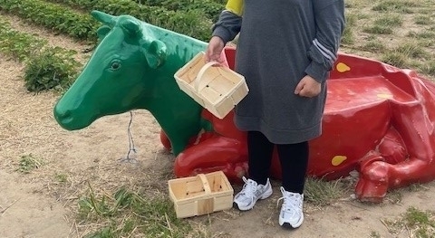 Eine Schülerin steht vor einer liegenden Kunstkuh auf dem Erdbeerfeld und zeigt ihre noch leeren Körbe.