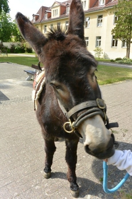 Der dunkelbraune Esel Carla ist von vorne fotografiert. Rechts ist ein Arm im Bild, Carlas Nase verdeckt die Hand, da sie Futter daraus nimmt.