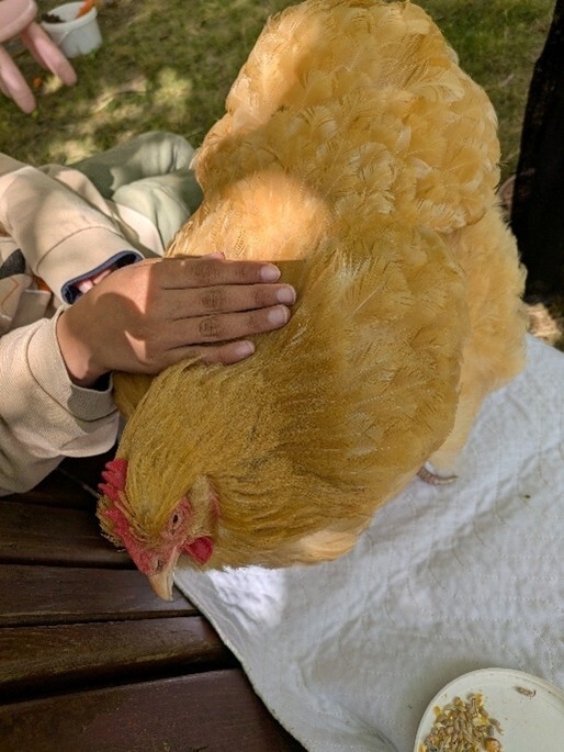 Das hellbraune Huhn Käthe ist von oben fotografiert, die Hand eines Kindes, das ihr den Rücken streichelt, ist zu sehen.