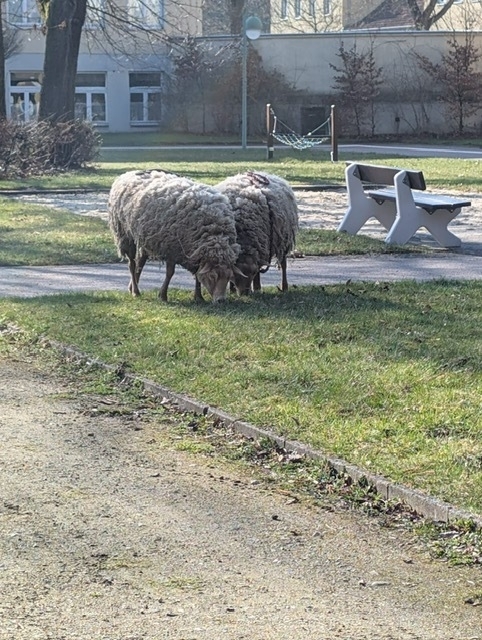 Zwei Schafe fressen Gras am Wiesenrand.