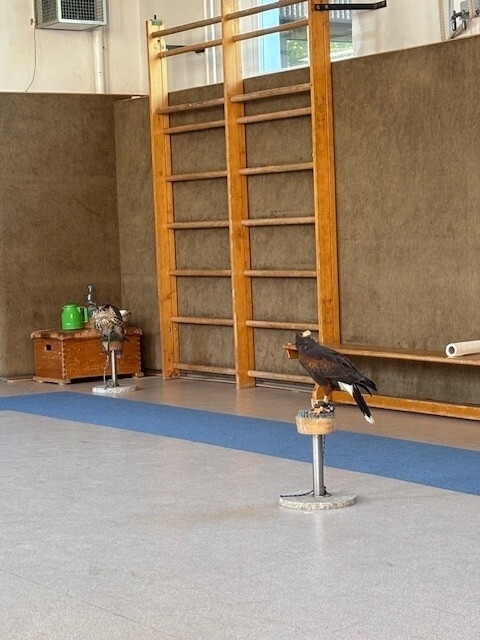 Ein Falke und ein Wüstenbussard sitzen auf zwei Sockeln in der Gymnastikhalle der Schule.