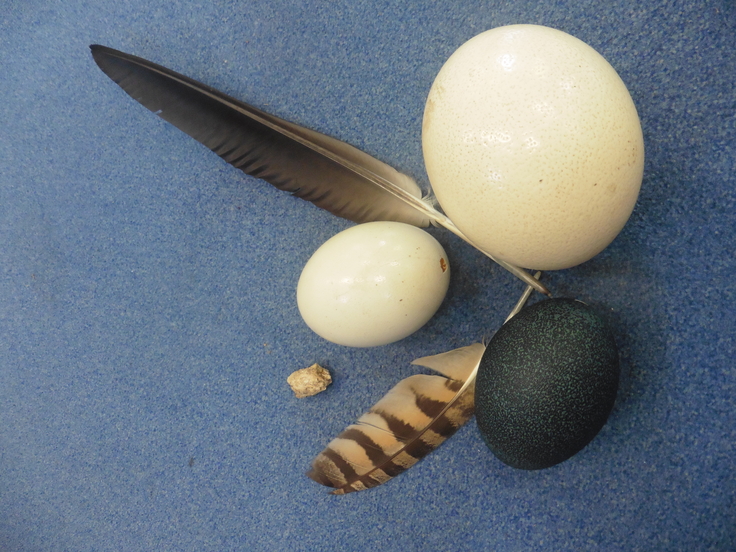 Zwei Vogelfedern, Gewölle, zwei weiße Eier und ein schwarz-blaues Vogelei.