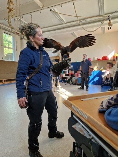 Der Wüstenbussard sitzt auf dem Arm der Falknerin und streckt seine Flügel weit aus.