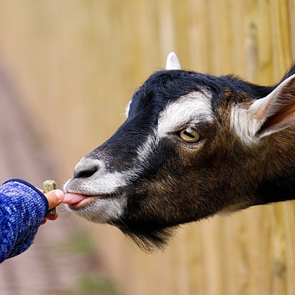 eine Ziege guckt durch einen Zaun durch, man sieht nur den Kopf und sie wird aus Kinderhand gefüttert