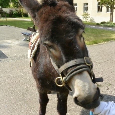 Der dunkelbraune Esel Carla ist von vorne fotografiert. Rechts ist ein Arm im Bild, Carlas Nase verdeckt die Hand, da sie Futter daraus nimmt.